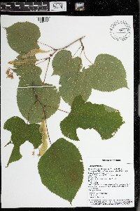 Tilia americana image