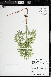 Dendrolycopodium dendroideum image
