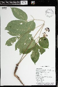 Aralia nudicaulis image