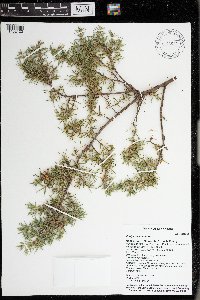 Juniperus communis image