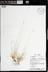 Danthonia spicata image