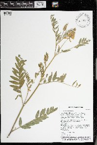 Astragalus canadensis image