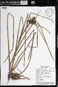 Sparganium emersum image