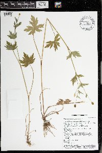 Ranunculus pensylvanicus image