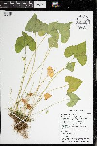 Viola grisea image