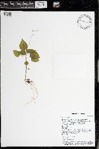 Circaea alpina image