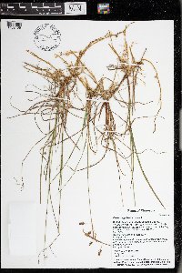 Carex magellanica image