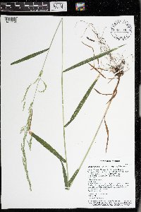 Cinna latifolia image