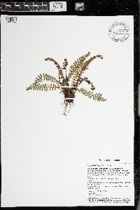 Dryopteris fragrans image