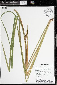 Acorus americanus image