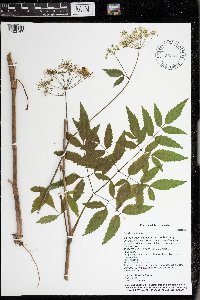 Cicuta maculata image