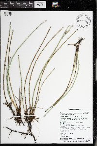 Equisetum variegatum subsp. variegatum image