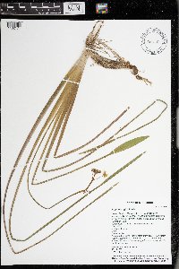 Sagittaria rigida image