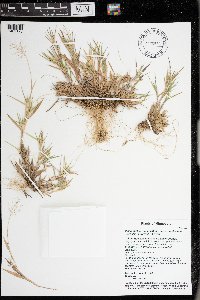 Dichanthelium acuminatum image