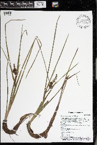 Sparganium emersum image