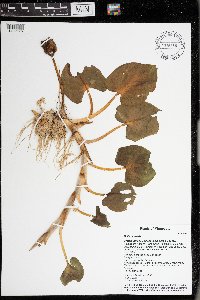 Calla palustris image