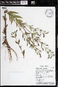 Mimulus ringens var. ringens image