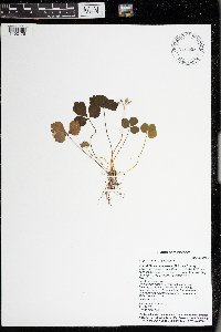 Coptis trifolia image
