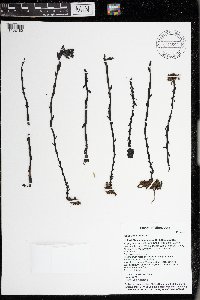 Monotropa uniflora image