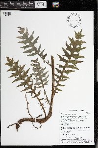 Cirsium muticum image