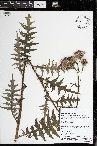Cirsium muticum image