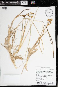Scheuchzeria palustris image