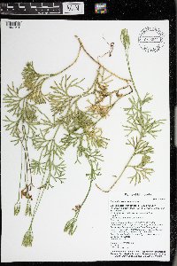 Diphasiastrum complanatum image