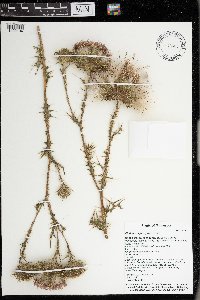 Cirsium vulgare image