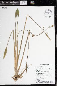 Sagittaria rigida image