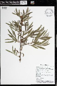 Comptonia peregrina image