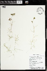 Potamogeton vaseyi image