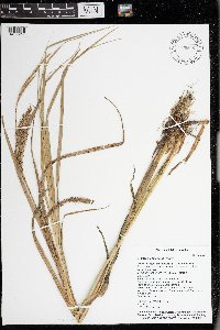 Carex laeviconica image
