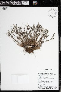 Houstonia longifolia image