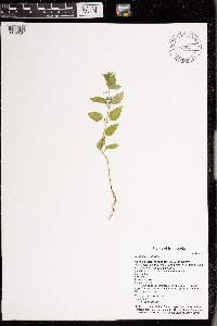 Scutellaria lateriflora image