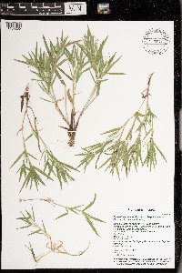Dichanthelium acuminatum image