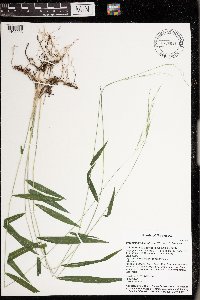 Brachyelytrum aristosum image