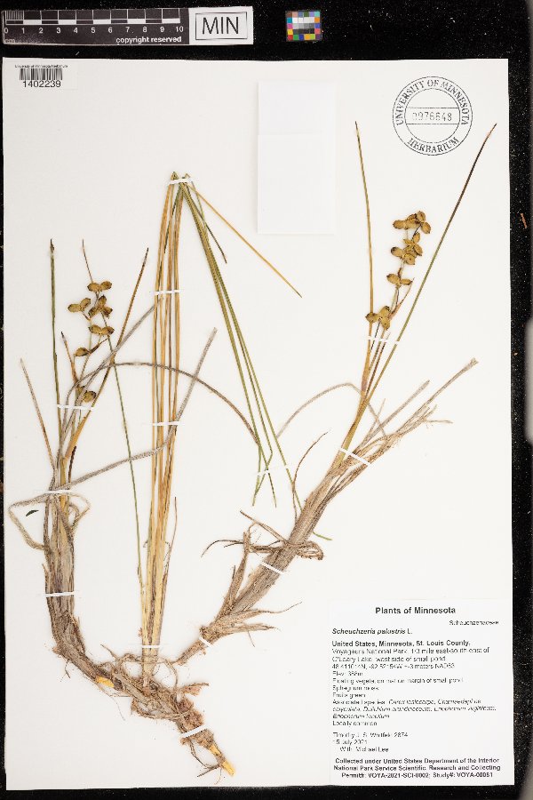 Scheuchzeria palustris image