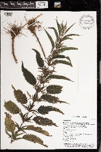 Urtica dioica image