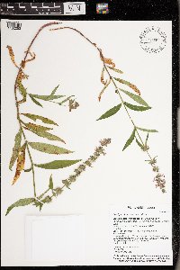 Stachys pilosa var. pilosa image
