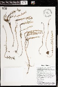 Veronica peregrina subsp. peregrina image