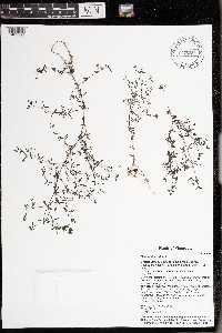 Galium tinctorium image