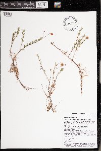 Vaccinium oxycoccos image