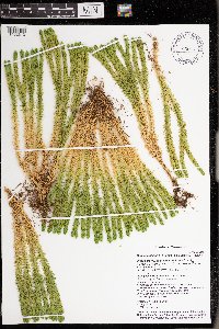 Huperzia selago image