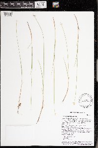 Carex pauciflora image