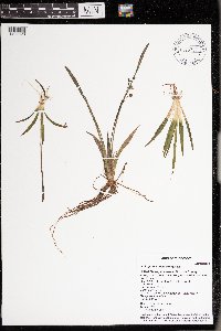 Sagittaria cristata image