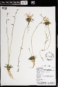 Lobelia dortmanna image