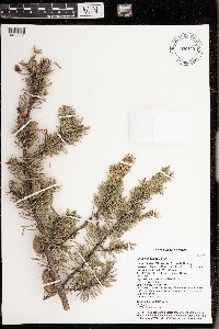 Pinus banksiana image