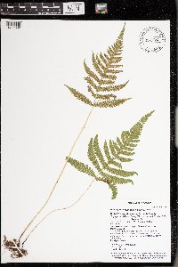 Phegopteris connectilis image