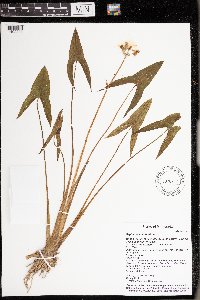 Sagittaria latifolia image