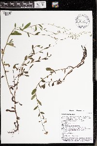 thumbnail image of current specimen